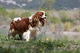 CAVALIER KING CHARLES 668